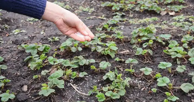 Подкормка подрастающей клубники