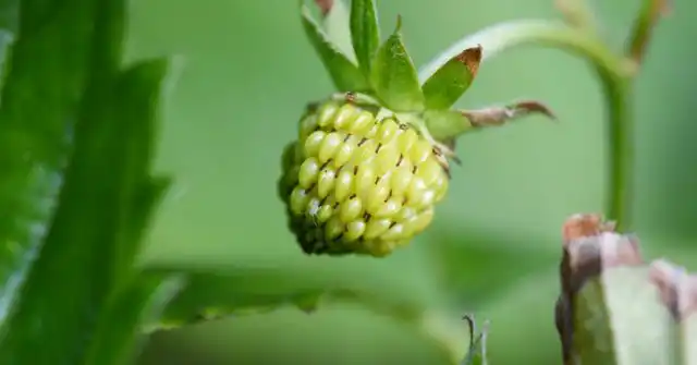 Созревающий плод клубники