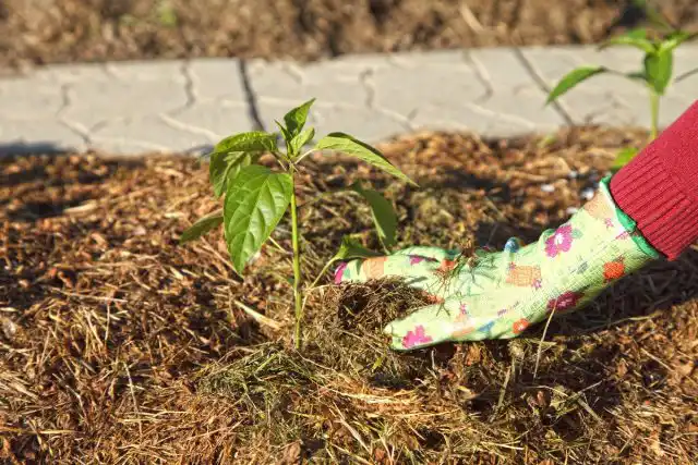 Землю вокруг перца лучше не рыхлить, а замульчировать