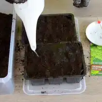 Хорошо проливаем грунт водой комнатной температуры. Высыпаем семена на блюдце