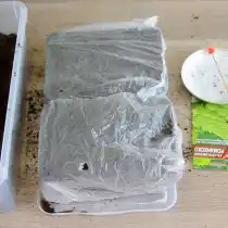 Переносим семена шпажкой и раскладываем их на грунт. Сверху семена присыпаем грунтом. Поливаем обильно грунт еще раз и накрываем полиэтиленовым пакетом для создания эффекта «парничка».