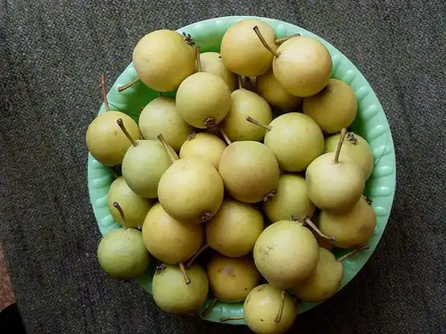 Плоды груши уссурийской