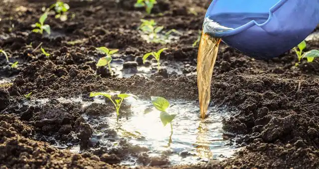 Подкормка растений навозной жижей