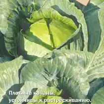 Капуста белокочанная «Лоцман F1»