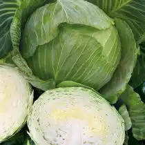 Капуста «Застольный F1»