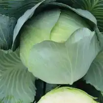Капуста «Герцогиня F1»