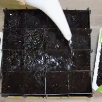 До пикировки грунт пролейте водой комнатной температуры, проследите чтобы в кассетах были дренажные отверстия и засыпьте ячейки грунтом