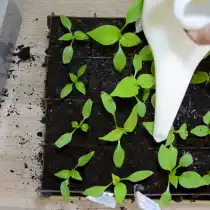 Пролейте пересаженные ростки водой с добавлением любого корнестимулирующего препарата