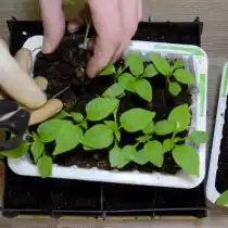 С помощью ножниц, деревянной палочки, пластиковой ложечки или мини-лопатки достаньте саженец из общего лотка с рассадой