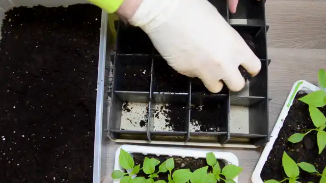 Для пикировки рассады перца подойдёт универсальный торфогрунт