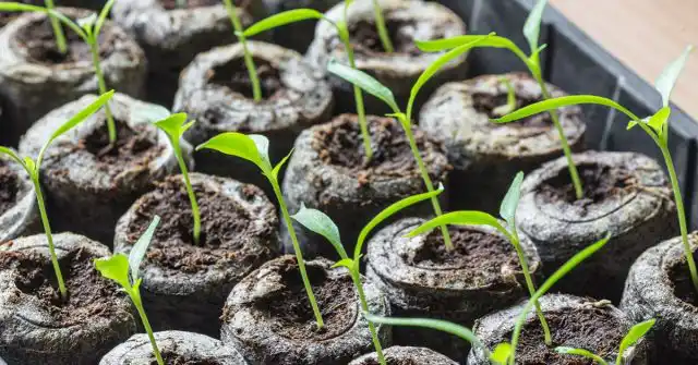 Ростки огурца