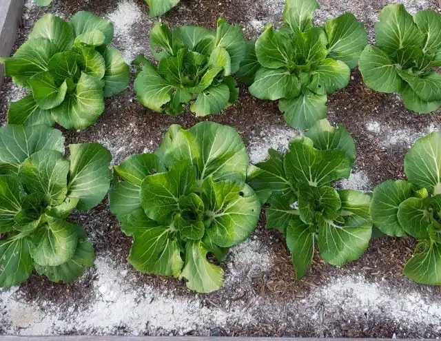 Для борьбы со слизнями нанесите диатомит по кругу вокруг растения