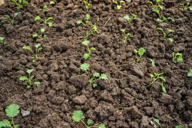 Капуста кале растет почти сама по себе