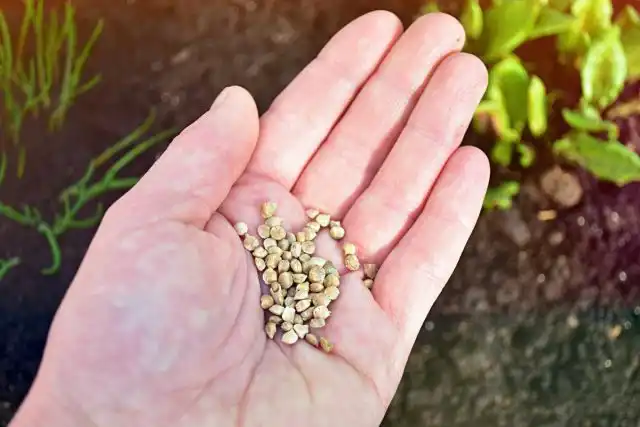 Семена шпината прорастают уже при 2-3 градусах тепла