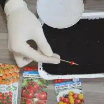 Обмакивая шпажку в каплю с водой, подцепляем семена и раскладываем их рядами