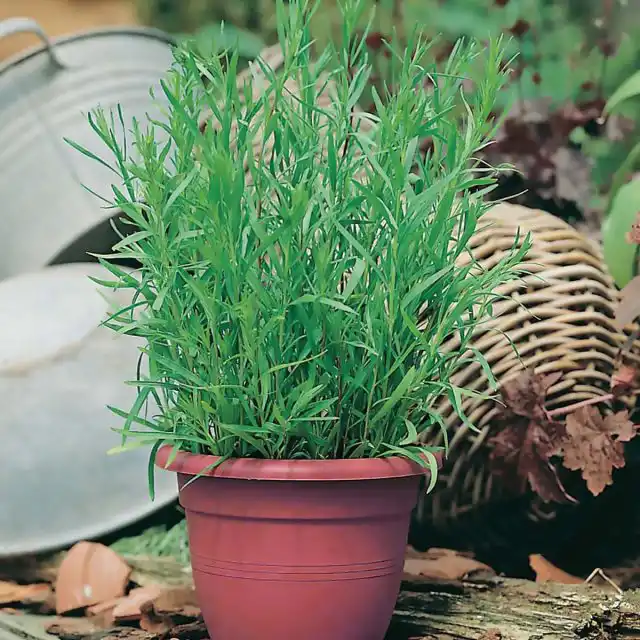 Эстрагон в горшочке