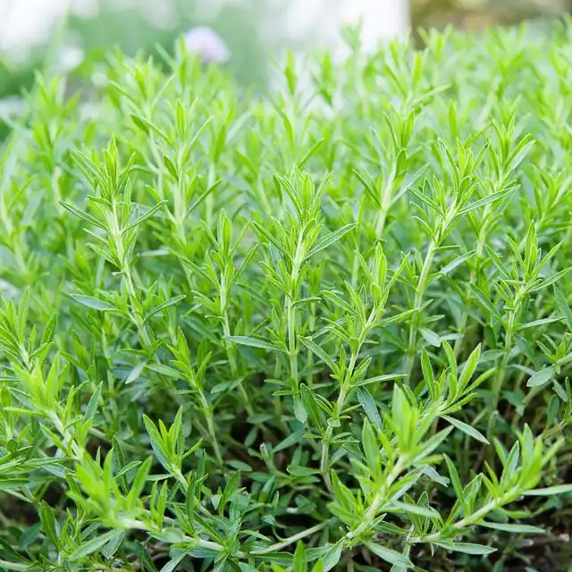 Кустик эстрагона на участке