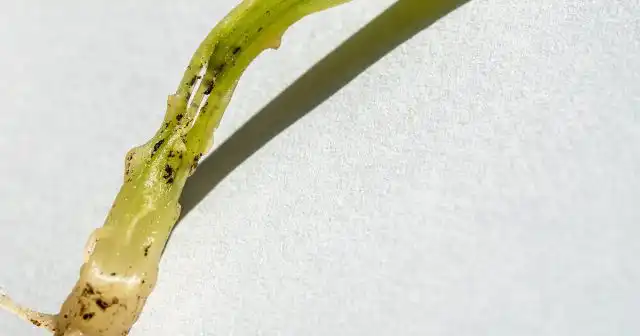 Поражение черной ножкой