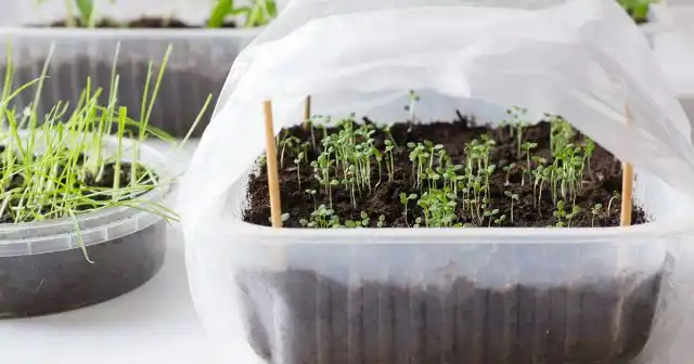 Проветривание парника с рассадой