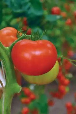 Томат «Коралловый риф F1»