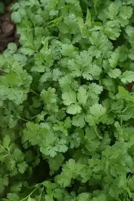 Кориандр «Тайга»