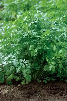 Петрушка «Итальянский гигант»