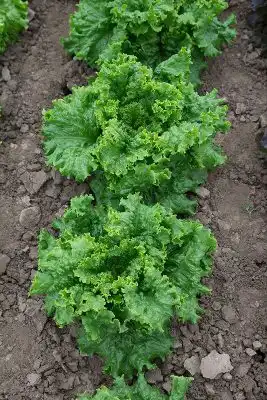 Салат «Восторг»