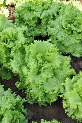 Салат «Успех»