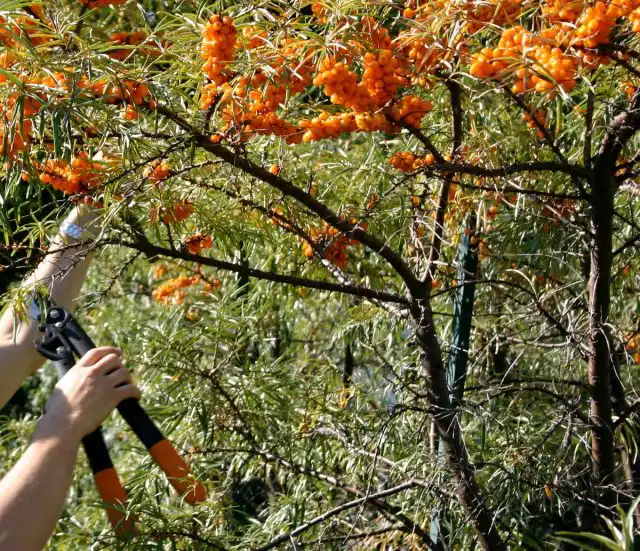 Ошибки в обрезке стимулируют рост поросли облепихи