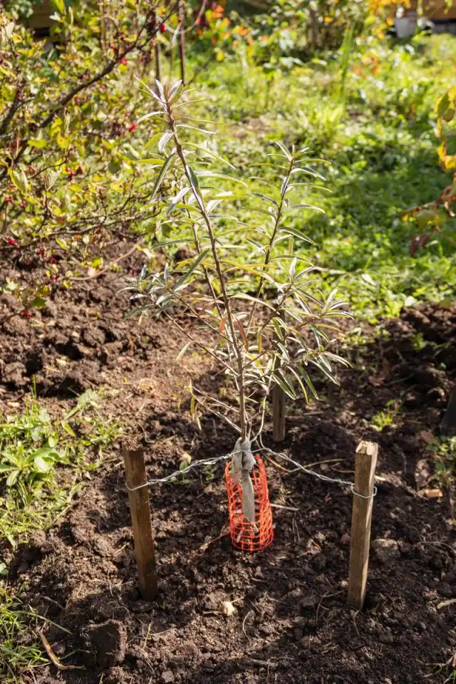 Важное условие отсутствия поросли у сортовой облепихи — районированность сорта