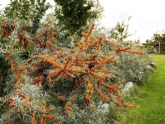 При размещении облепихи не помешает рассчитать хотя бы метровую полосу с почвопокровниками или газоном