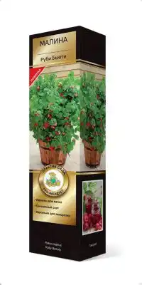 Малина карликовая сорт Руби Бьюти