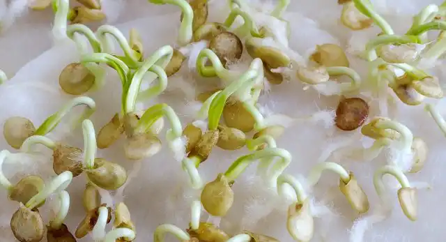 Семена перца