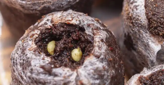 Семена в земле