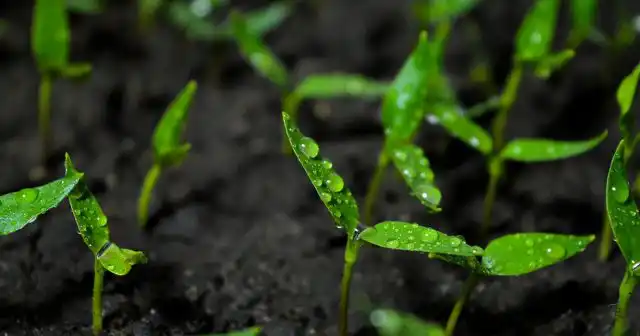 Здоровые ростки перца