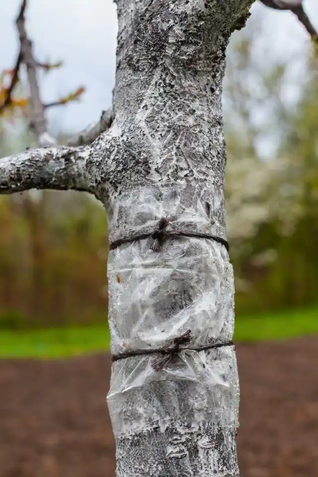 Очень хороший и долго работающий вариант борьбы с насекомыми — ловчие пояса