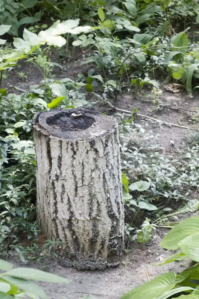 Старый пень может быть одной из причин появления грибов на участке