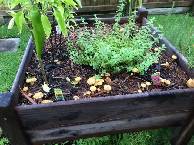 Выяснять вид грибов на грядках вовсе не обязательно, ведь их все равно придется убирать