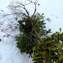 Упавшая ветка с омелой