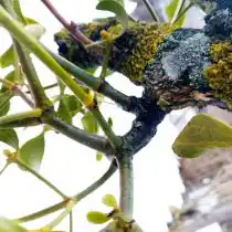 Врастание омелы в ветку