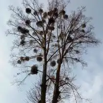 Омела на липе