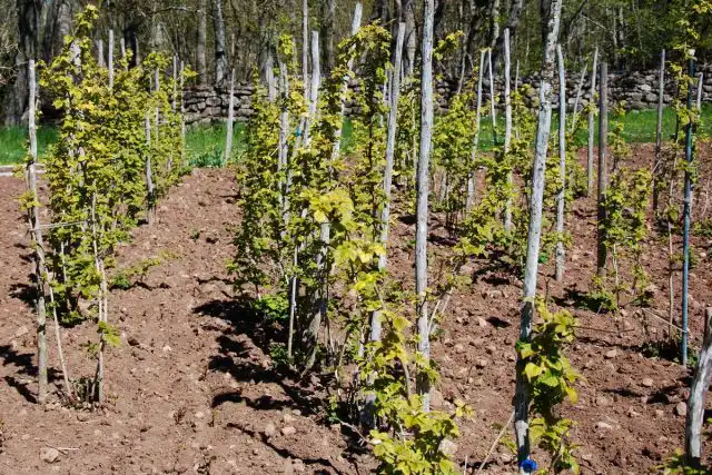 Подвязка плетей малины не только упрощает сбор урожая, но и создает оптимальный световой режим