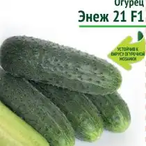 Огурец «Энеж 21» F1