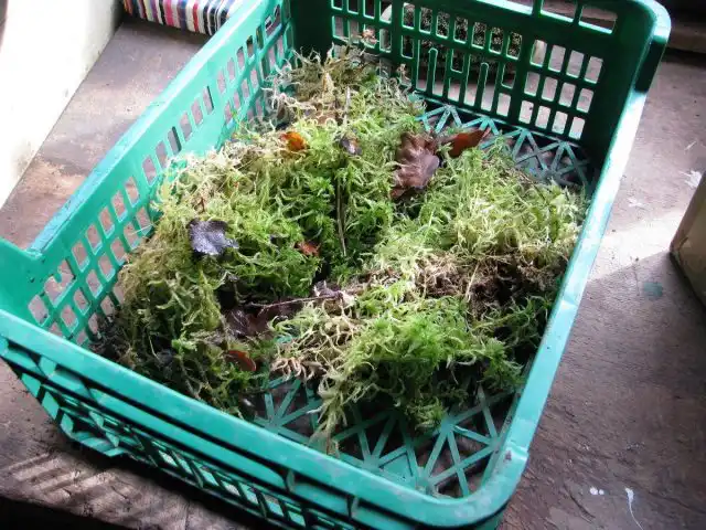 Заготавливать мох сфагнум необходимо грамотно, чтобы не навредить природе