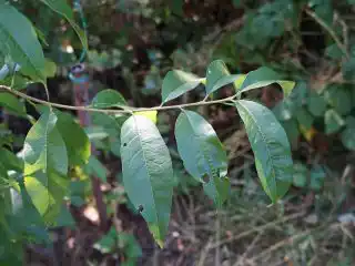 Лёгкое поражение листьев персика клястероспориозом