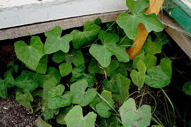 Кокциния (Coccinia indica, Coccinia grandis)