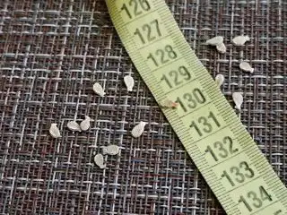 Семена кокцинии