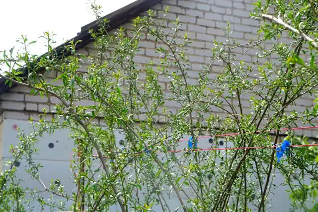 Раскидистые кусты годжи нуждаются в подвязке