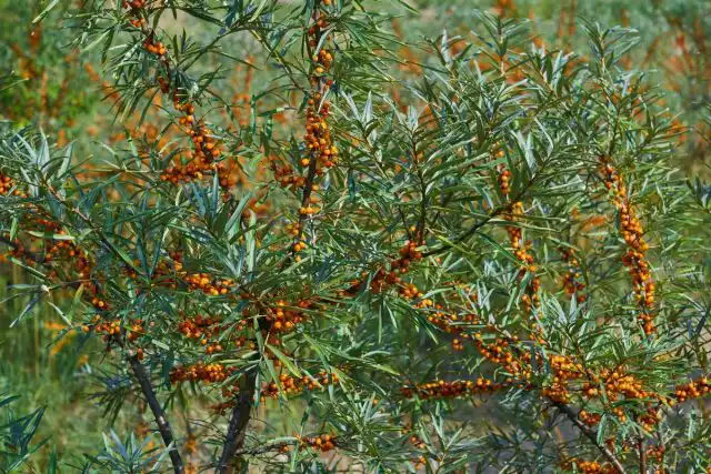 Облепиха (Hippophae)