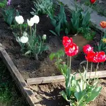 Тюльпани с томатами